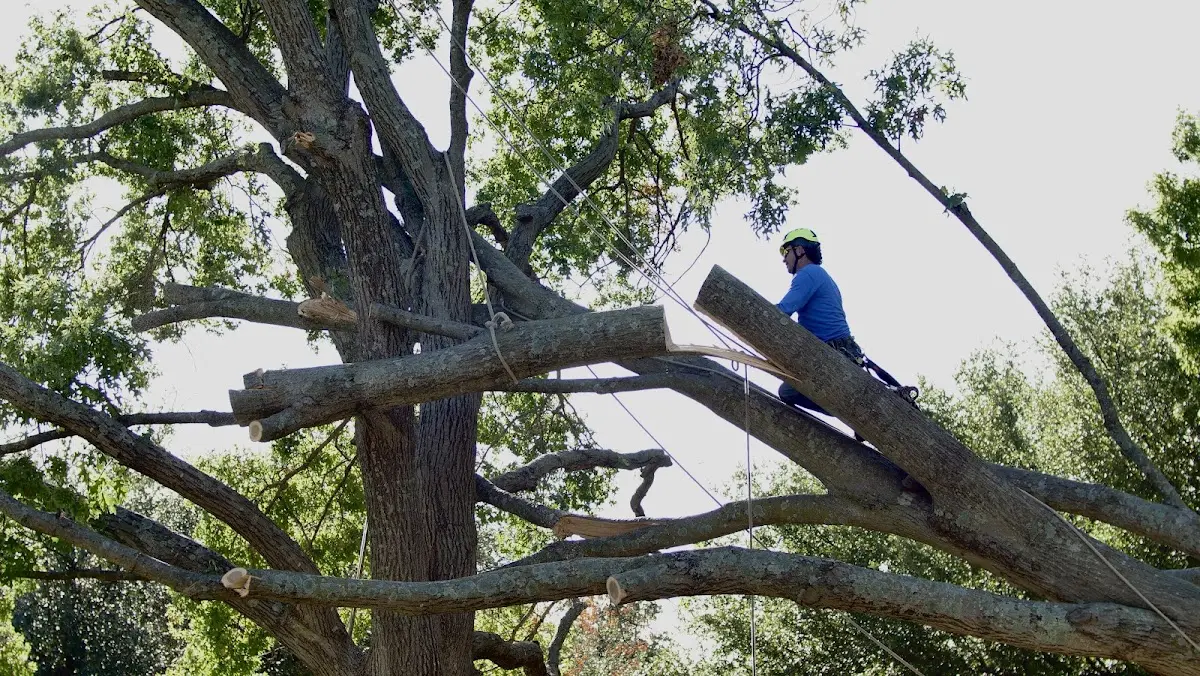 Professional Crown Thinning performed by certified arborists in Mathews